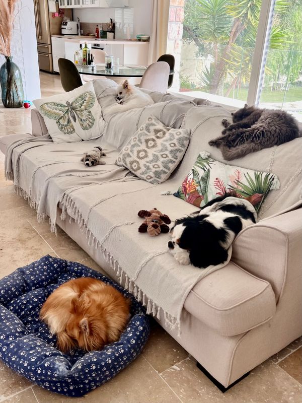 Toutous et chat sur le canapé de la pension canine chez fox et lily