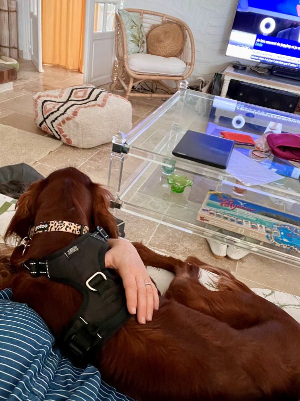 Figatelli qui fait la sieste dans les bras de solenna fondatrice de la pension canine Figatelli qui fait la sieste dans les bras de solenna fondatrice de la pension canine