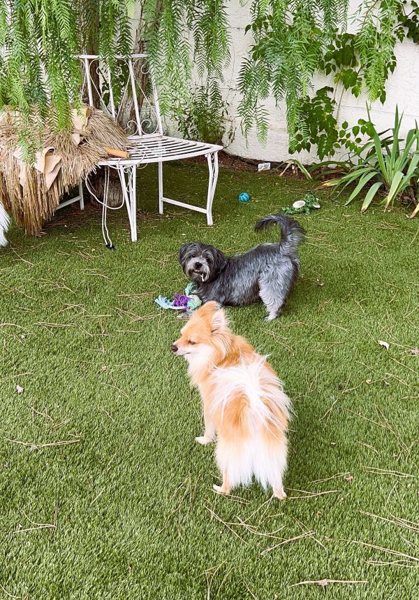 Grisou et Fox qui jouent dans le jardin de la pension canine