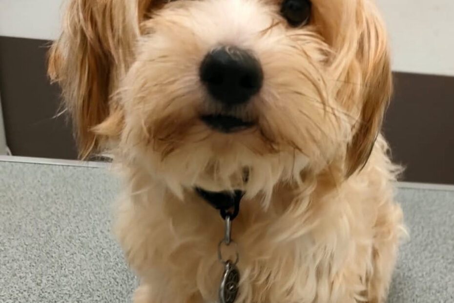 Samsa petit coton de tulear beige assise sur la table du véto