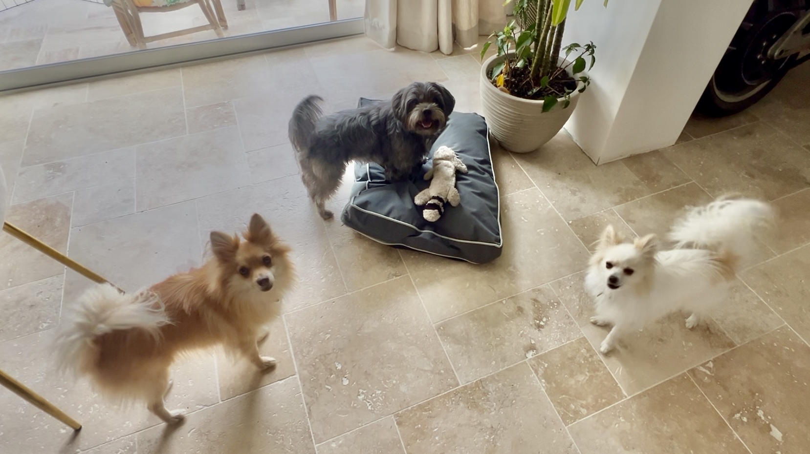 Fox et Lily et leur copain Grisou à la pension canine Fox et Lily et leur copain Grisou à la pension canine