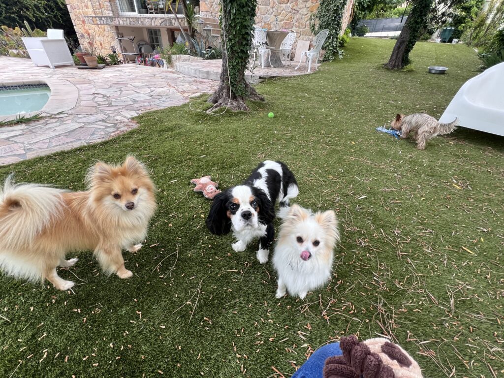 Fox et Lily et leurs amis dabs le jardin de la pension canine