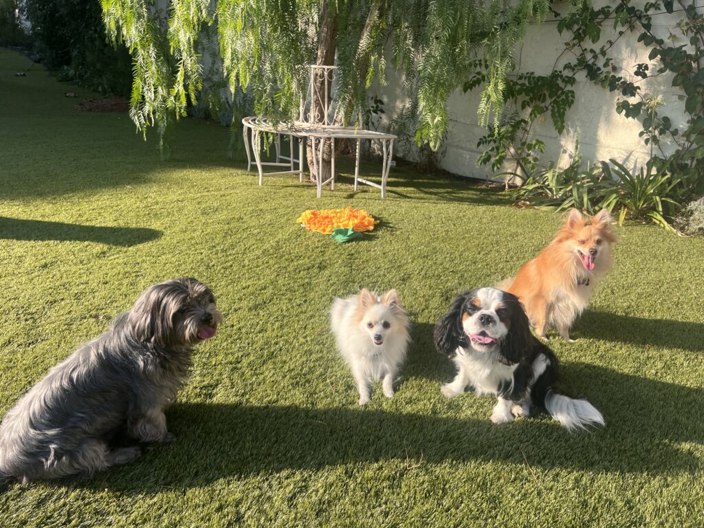 quatre chiens dans le jardin de la pension canine chez fox et lily