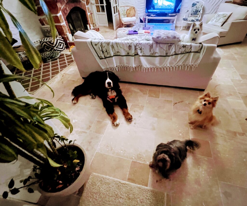 Fox et Lily et les copains pensionnaires à quatre pattes dans le salon