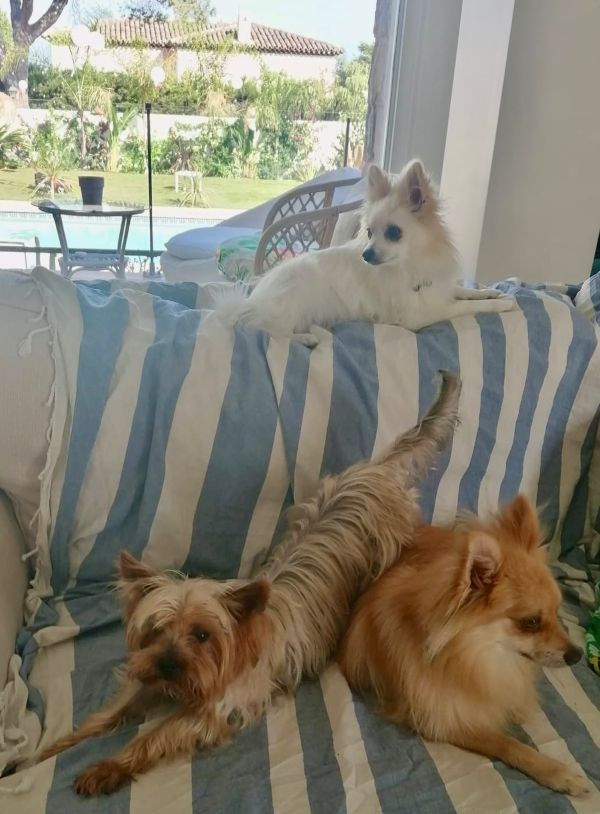 Miko le york shire sur la canapé Miko le york shire sur la canapé