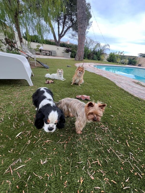 les petits chiens dans le jardin de la pension canine les petits chiens dans le jardin de la pension canine
