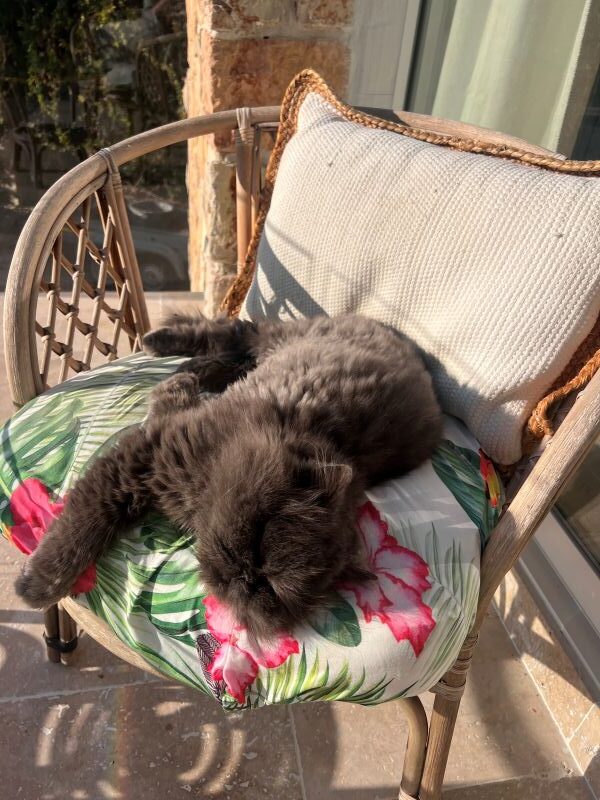 Gribouille le chat de la pension canine Gribouille le chat de la pension canine