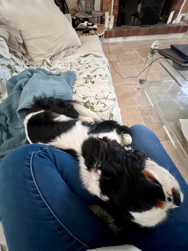 Pacha qui fait la sieste sur solenna fondatrice de la pension canine Pacha qui fait la sieste sur solenna fondatrice de la pension canine