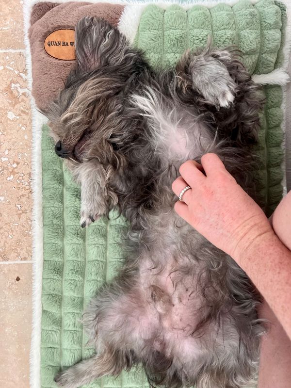 Reveil de Grisou en calin Reveil de Grisou en calin