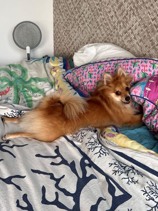 Fox qui fait le fou sur le lit Fox qui fait le fou sur le lit