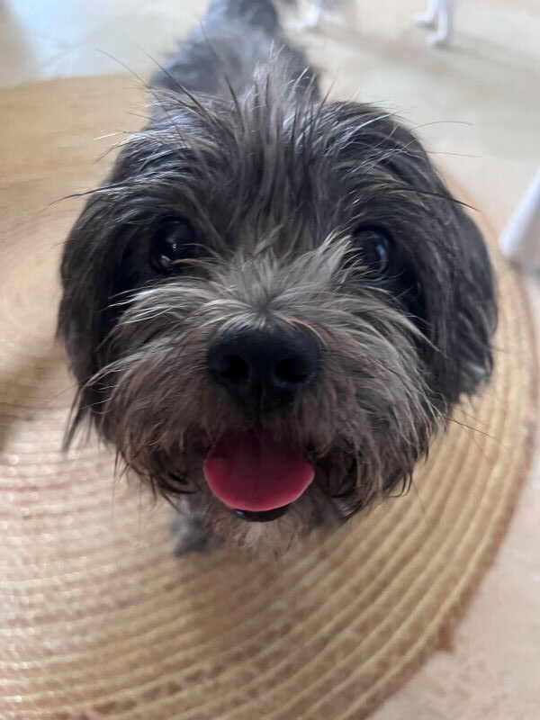 Grisou petit toutou de la pension canine chez Fox et Lily