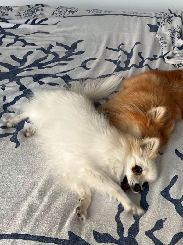 Lily et fox qui s'amusent sur le lit Lily et fox qui s'amusent sur le lit