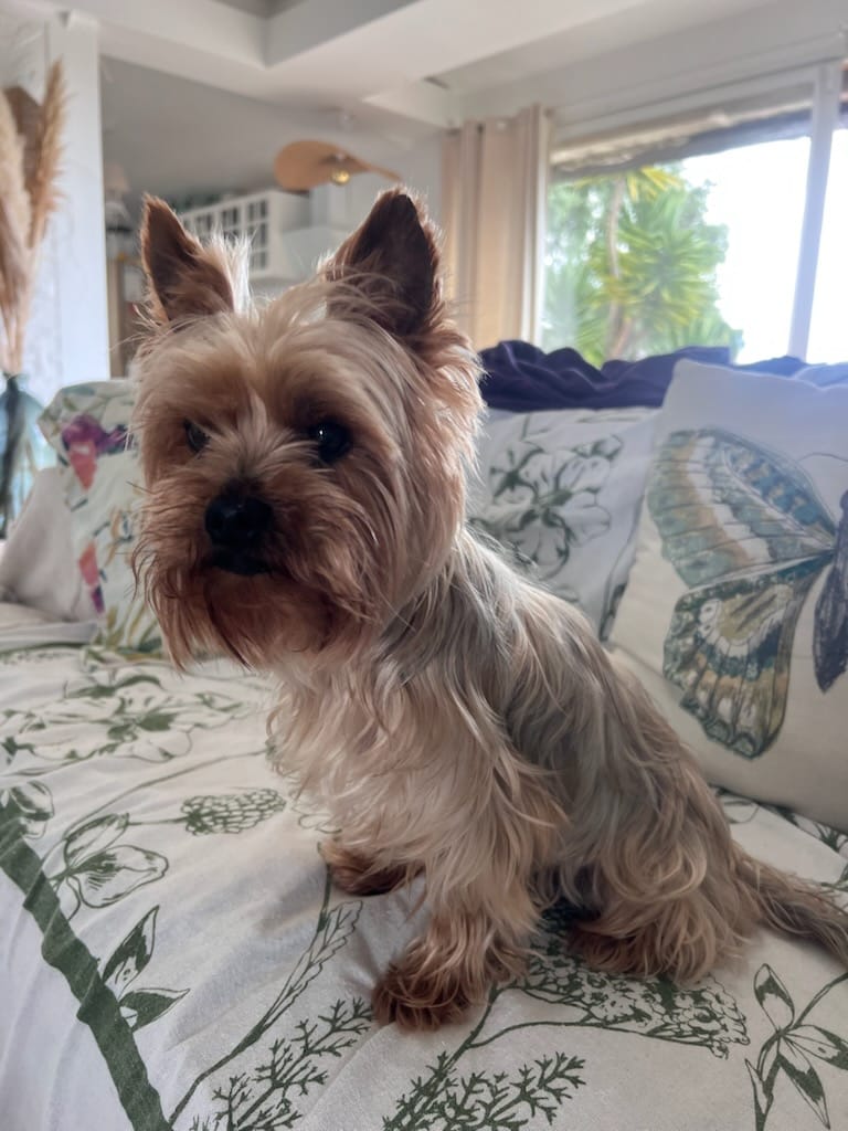 Miko York Shire sur le canapé