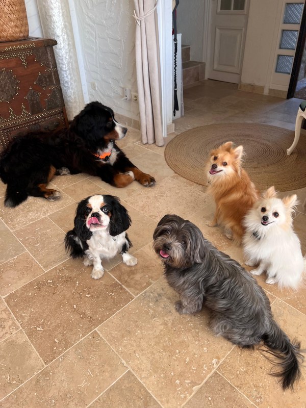 5 chiens dans le salon de la pension canine