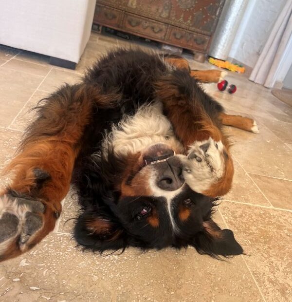 Edgar les 4 pattes en l'air Le pouvoir du jeu dans la relation humain-chien