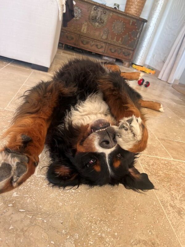 Edgar les 4 pattes en l'air Le pouvoir du jeu dans la relation humain-chien Edgar les 4 pattes en l'air Le pouvoir du jeu dans la relation humain-chien