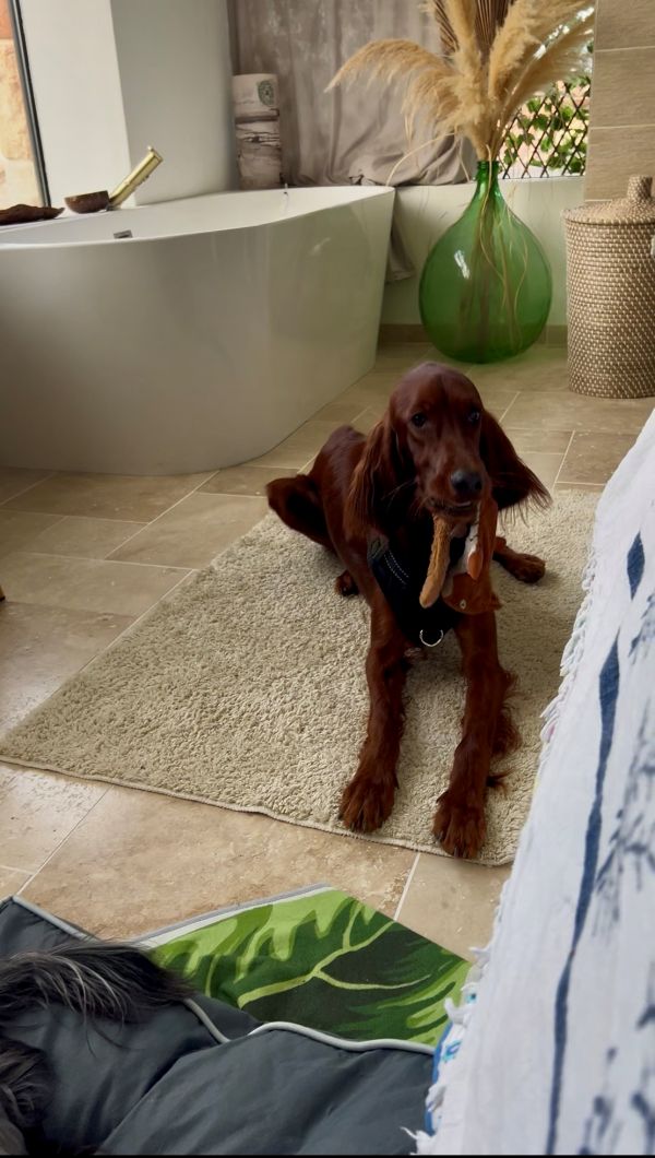 Figatelli la jeune setter irlandais à la pension chez Fox et Lily Figatelli la jeune setter irlandais à la pension chez Fox et Lily