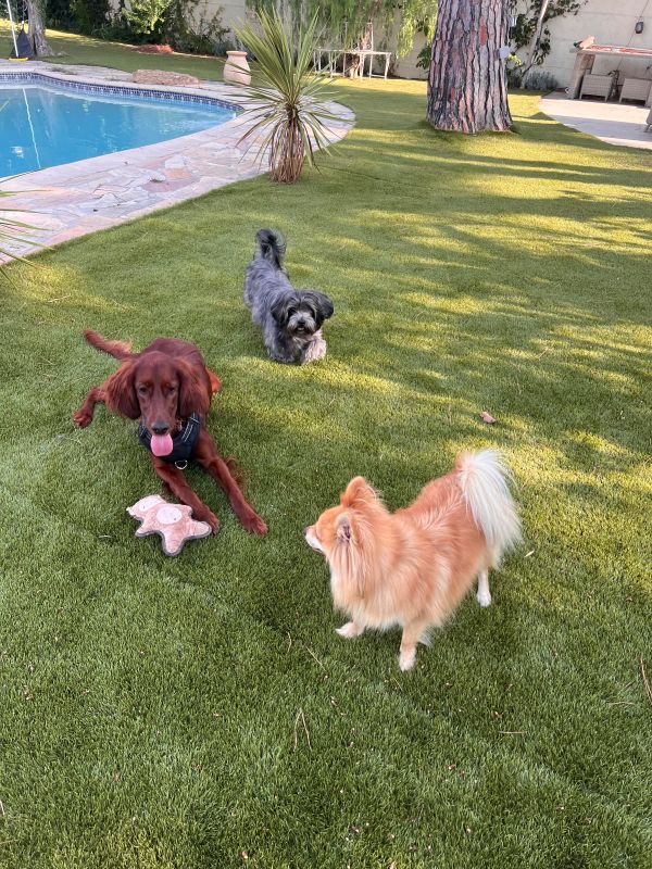 Les toutou jouent dans le jardin Les toutou jouent dans le jardin