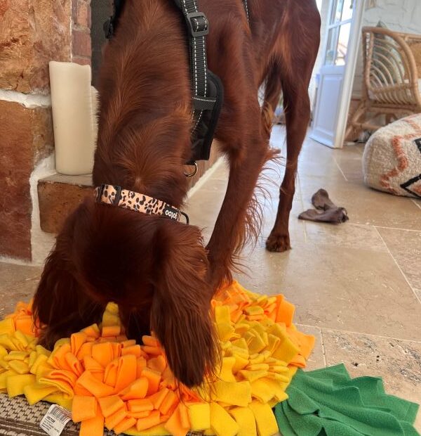 Figatelli et son tapis de fouille