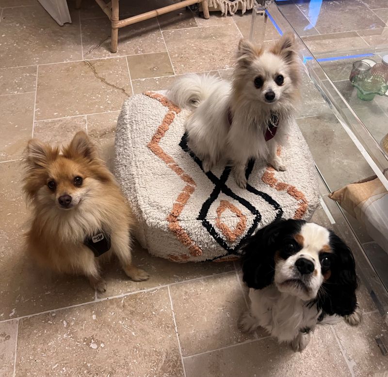 fox lily et Pacha dans le salon