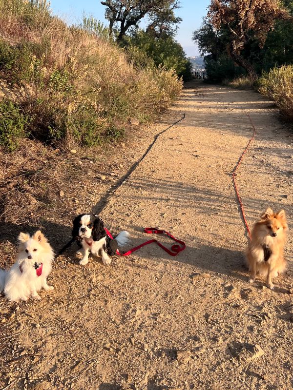 fox lily et pacha en balade fox lily et pacha en balade