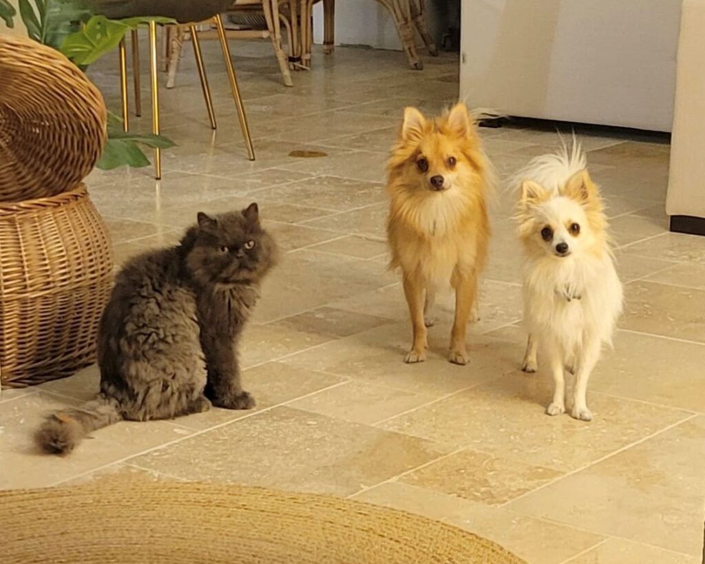 Gribouille, fox et lily les animaux de la pension canine