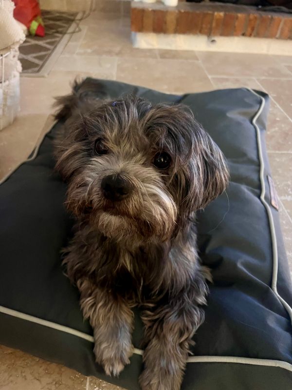 Grisou dans son panier Grisou dans son panier