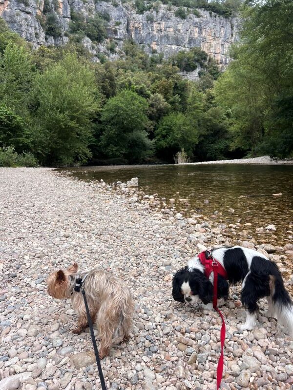 miko et pacha en balade a la riviere miko et pacha en balade a la riviere