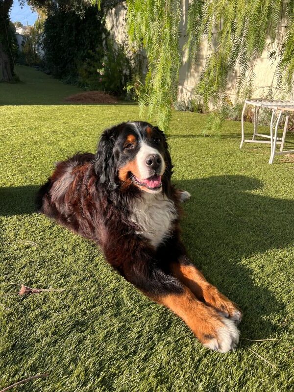 Edgar dans le jardin Edgar dans le jardin