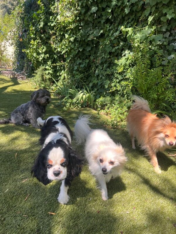 les chiens dans le jardin les chiens dans le jardin