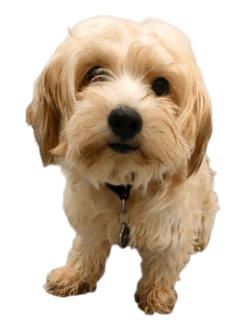 samsa pensionnaire chez fox et lily