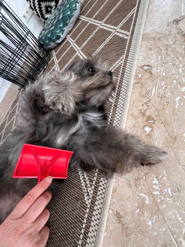 toilettage pour grisou toilettage pour grisou